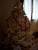 Mon Bo sapin de la Robine