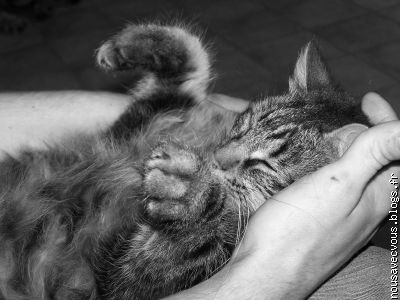 Le plus petit de la famille!!mimou